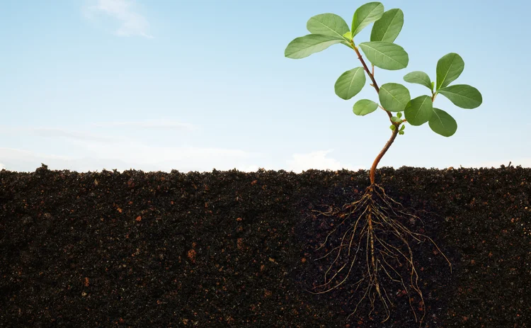 cross-section of plant with roots in soil 